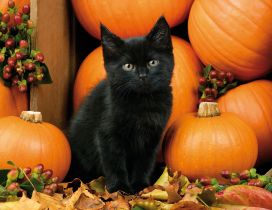 Dark cat and orange pumpkins - HD Halloween night