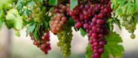 White and rose grape vine -Delicious fruits of Autumn season