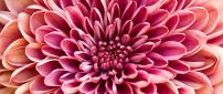Wonderful pink flower - Macro HD wallpaper