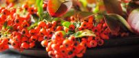 Autumn flowers and fruits - Orange wallpaper