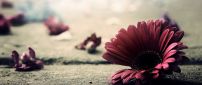 Artistic wallpaper - Flowers on the ground