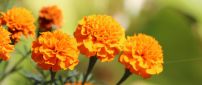 Wonderful orange flowers in the sunlight - HD wallpaper