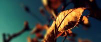 Rusty Autumn leaf in the sunlight - Blurry background