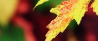 Macro water drops on a yellow Autumn leaf - HD wallpaper