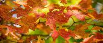 Rusty Autumn leaves - Wonderful season nature