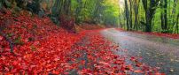 Red leaves on the road - Nature is beautiful