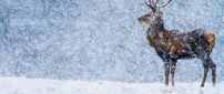 Wonderful snow in the winter season - Wild deer in nature