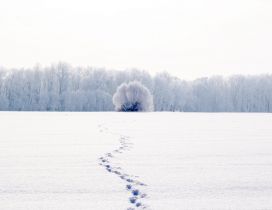 Traces in the snow - Wonderful white winter season