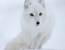 White fox in the snow - HD wild animal wallpaper