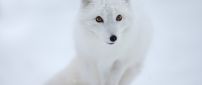 White fox in the snow - HD wild animal wallpaper