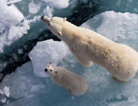 Mama and baby polar bears sit on a piece of ice