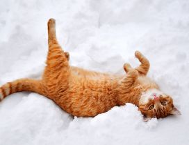 Rusty cat play in the white and cold snow - HD wallpaper