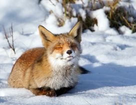 Little red fox stay in the sun - HD winter wallpaper
