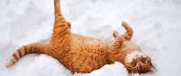Rusty cat play in the white and cold snow - HD wallpaper