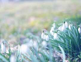 Lots of snowdrops in the garden - Spring season time