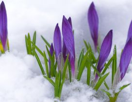 Purple flowers under the cold snow - Winter and Spring time