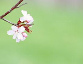 Branch of tree blossom - Spring season time