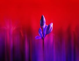 Purple flower - Wonderful nature