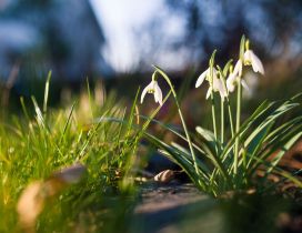 Snowdrops in sunshine - Beautiful spring flowers