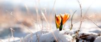 Yellow spring flower in the snow - HD wallpaper