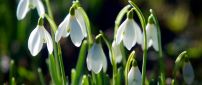 Sunny spring day - Wonderful snowdrops in the nature