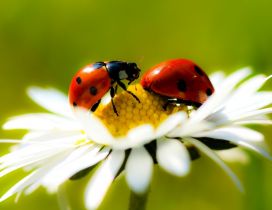 Two ladybugs on a flowers - Beautiful macro wallpaper