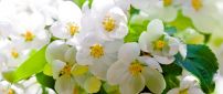 Flowers blossom - Wonderful spring season