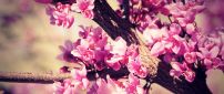 Cherry tree blossom flowers - HD wallpaper