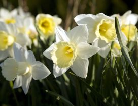 Beautiful white and yellow daffodils flowers in the garden
