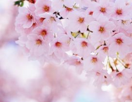 Pink cherry flowers in this beautiful spring season