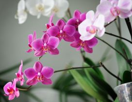 White and pink orchid flowers in the house