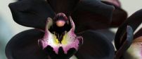 Wonderful rare black orchid flower - Macro wallpaper