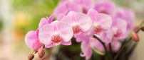 Little pink orchid flowers - Wonderful plant
