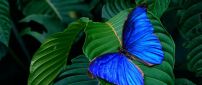 Wonderful blue butterfly on a green leaf - Macro wallpaper