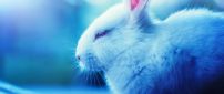 Sleepy white rabbit - Fluffy animal
