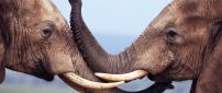 Kiss between two sweet elephants - HD wild animal