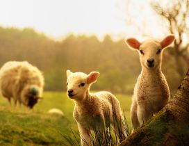 Sweet young lambs play near mother - HD animal wallpaper