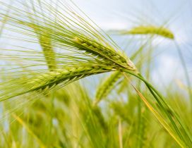 Macro nature - Green ear of wheat