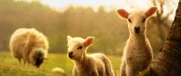 Sweet young lambs play near mother - HD animal wallpaper