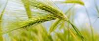 Macro nature - Green ear of wheat