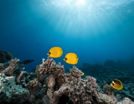 Yellow fishes in the ocean - Beautiful world under water