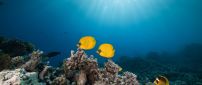Yellow fishes in the ocean - Beautiful world under water