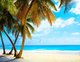 White beach sand and big palms - Wonderful azur ocean