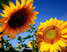 Two sunflowers talk in the sun - Happy day