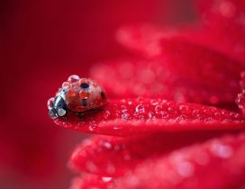 Macro water drops on a little ladybug - HD wallpaper
