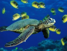 Turtle swimming under the ocean water - HD see animal