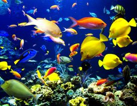 Magic colors under water - Happy fishes HD wallpaper