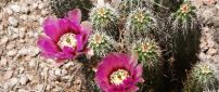 Pink Cactus flower blooming - Desert place