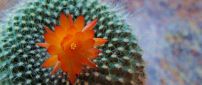 Macro orange cactus flower - Beautiful plant from desert