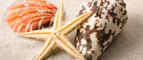 Macro shells and starfish in the sand - HD wallpaper